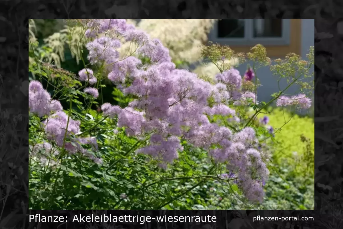 akeleiblaettrige-wiesenraute (Thalictrum aquilegifolium)