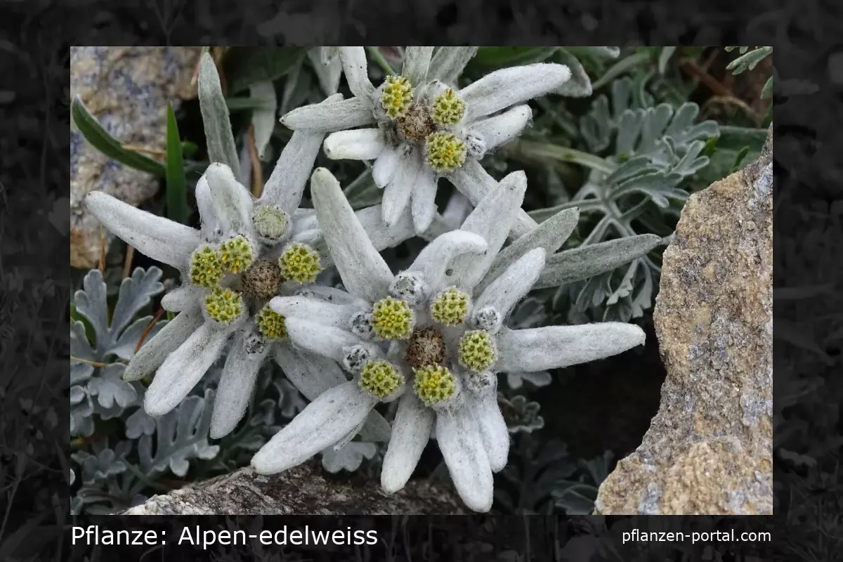 alpen-edelweiss (Leontopodium alpinum)
