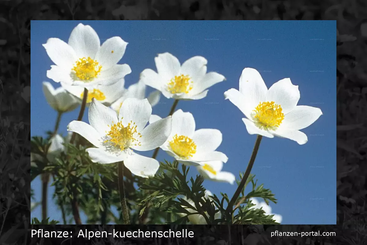 alpen-kuechenschelle (Pulsatilla alpina)
