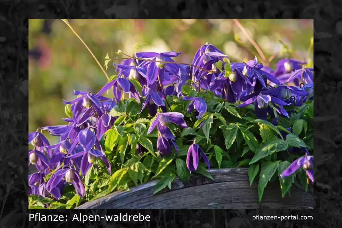 alpen-waldrebe (Clematis alpina)