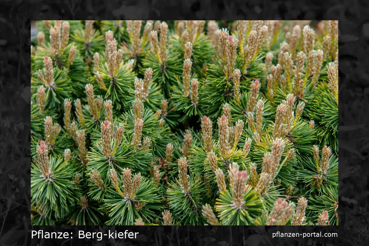berg-kiefer (Pinus mugo)