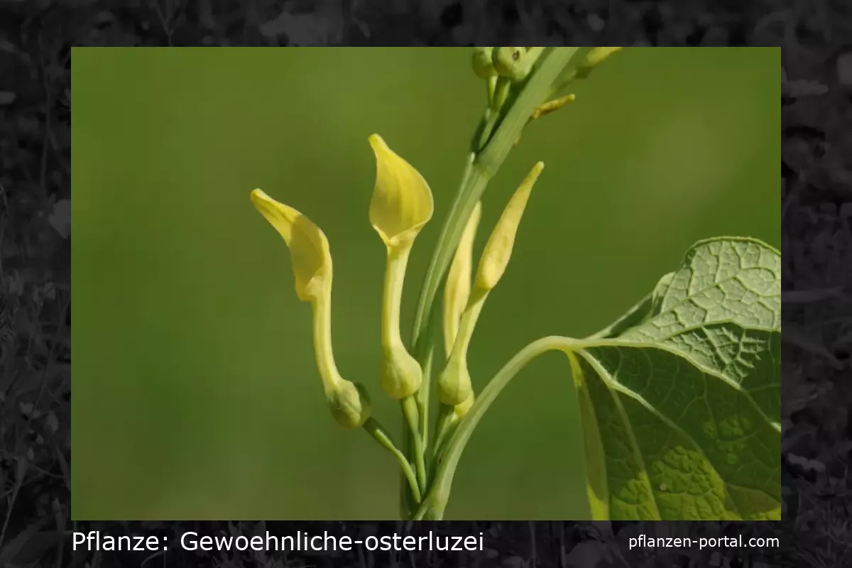 gewoehnliche-osterluzei (Aristolochia clematitis)