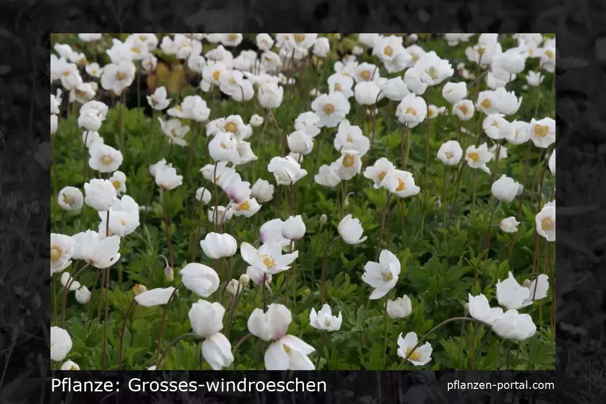 grosses-windroeschen (Anemone sylvestris)