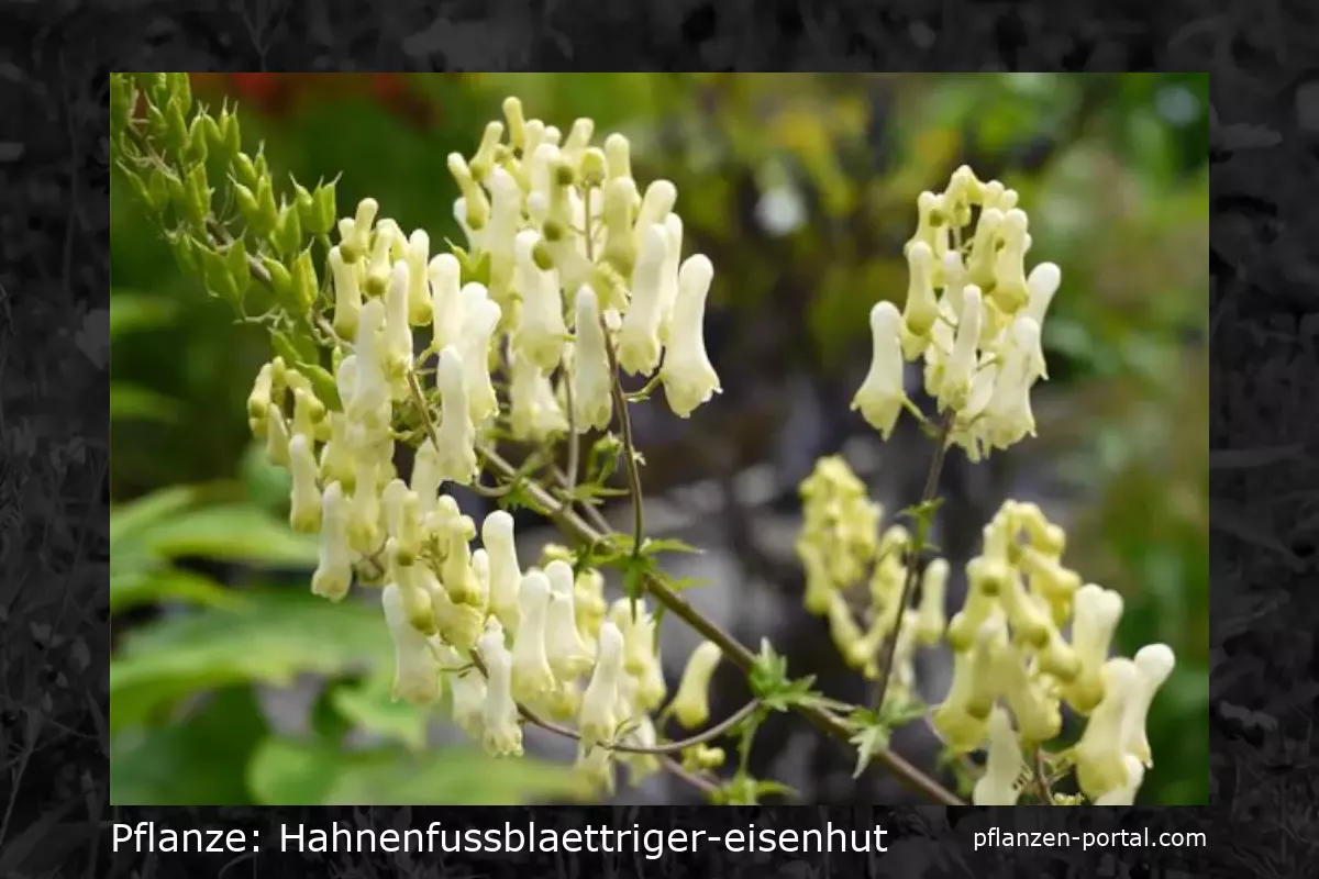 hahnenfussblaettriger-eisenhut (Aconitum lamarckii)