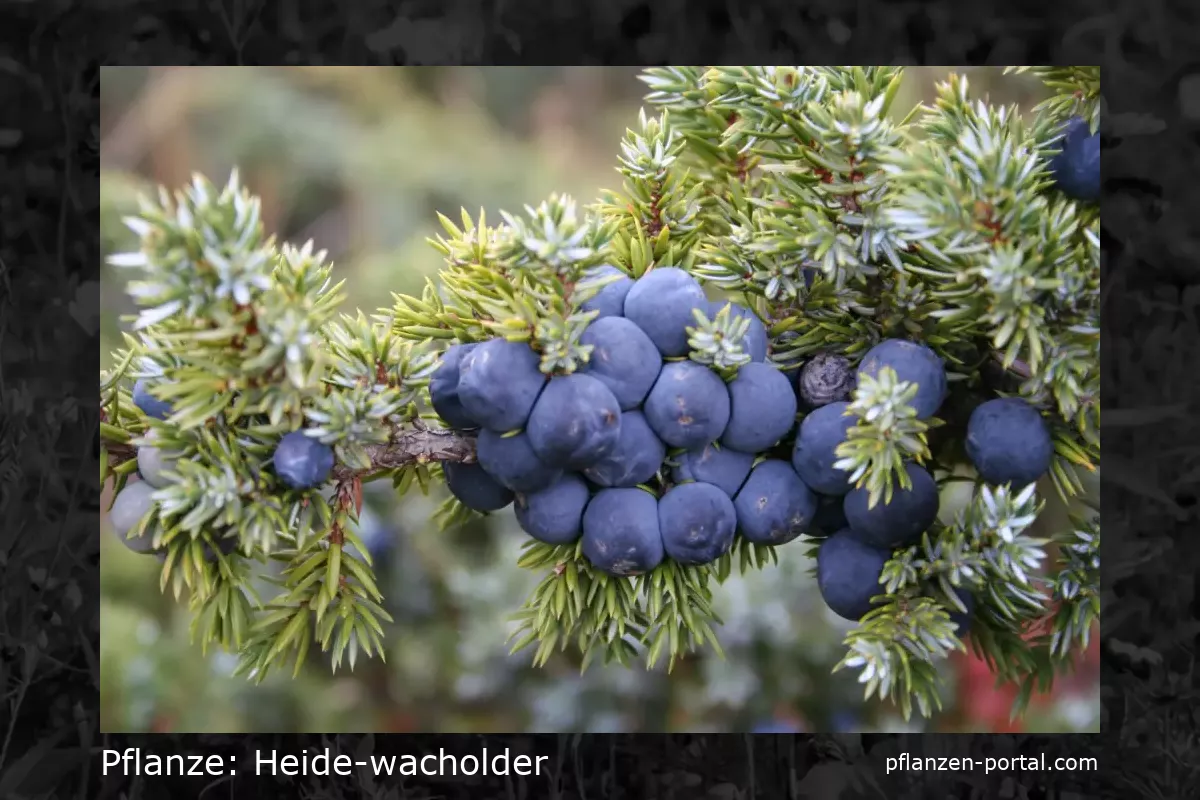 heide-wacholder (Juniperus communis L)