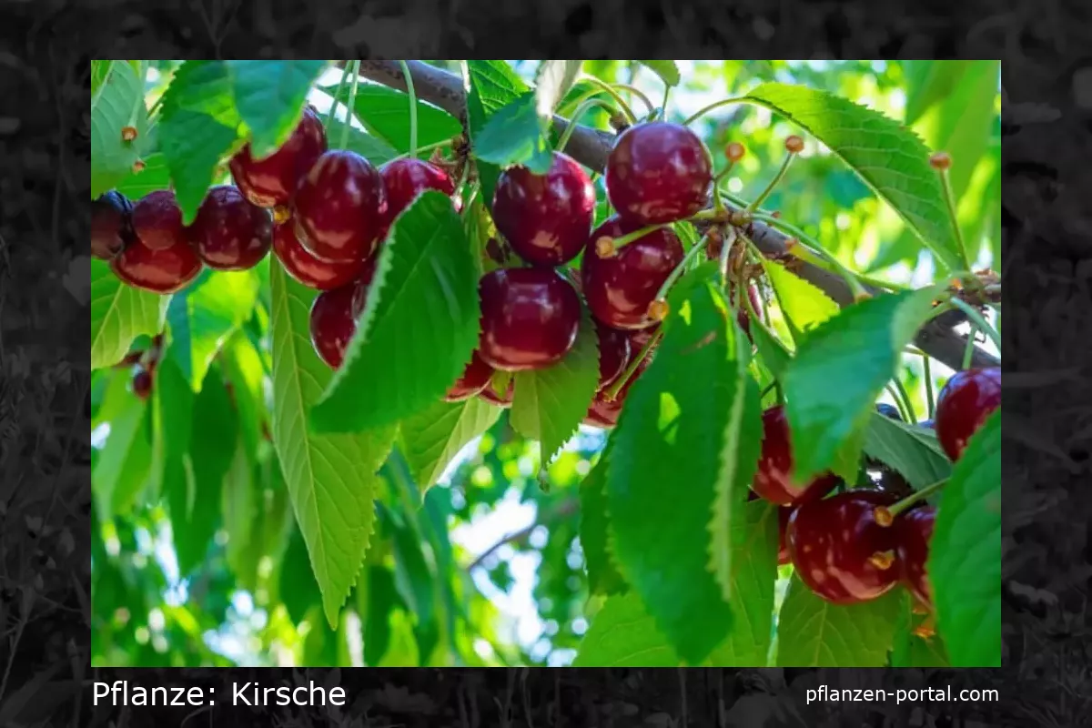 kirsche (Prunus avium)