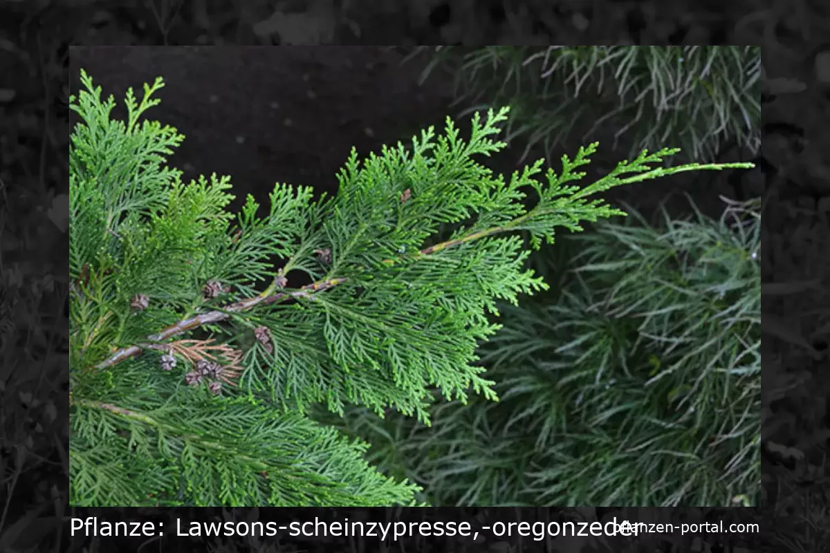 Lawsons Scheinzypresse, Oregonzeder