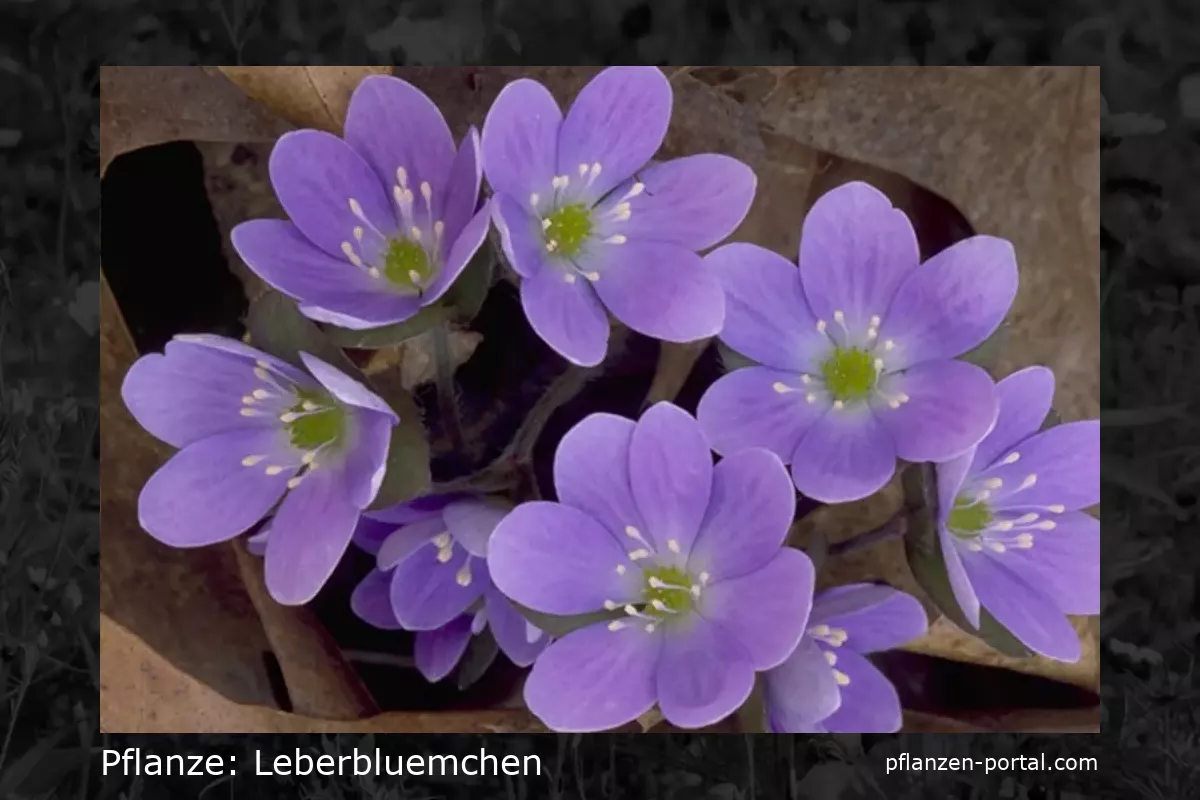 leberbluemchen (Hepatica nobilis)