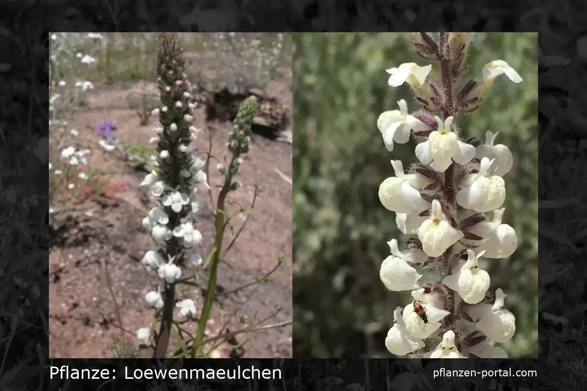 loewenmaeulchen (Antirrhinum coulterianum)