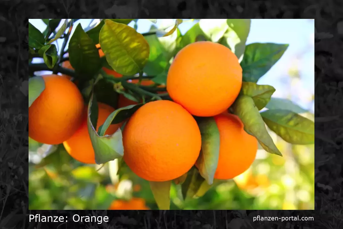 orange (citrus x aurantium)