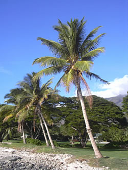 Palmengewächse (Arecaceae)