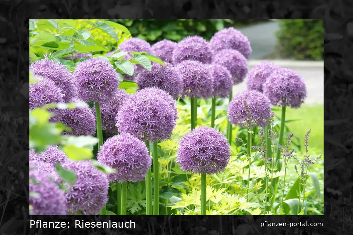 riesenlauch (Allium giganteum)