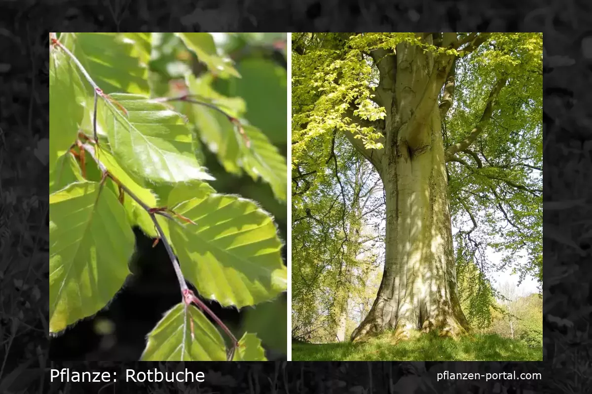 rotbuche (Fagus sylvatica)