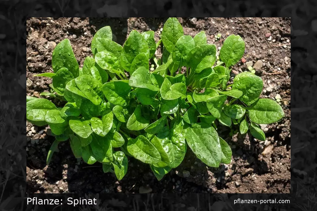 spinat (Spinacia oleracea)