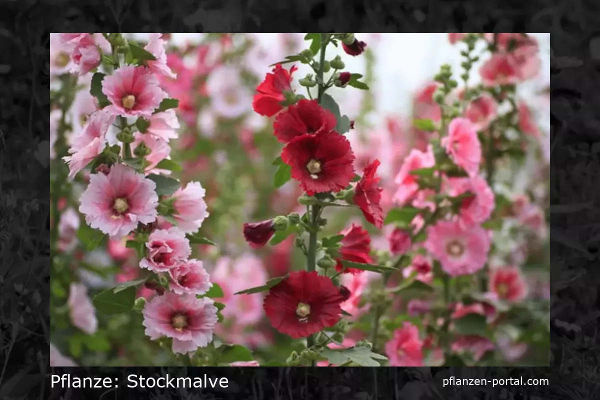 stockmalve (Alcea rosea)