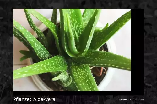 Pflanze: Aloe Vera, Gattung Aloe barbadensis Miller 