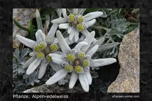 Pflanzen-Steckbrief: Alpen-Edelweiss