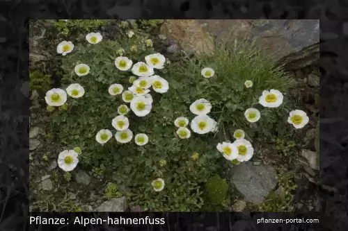 Pflanzen-Steckbrief: Alpen-Hahnenfuss