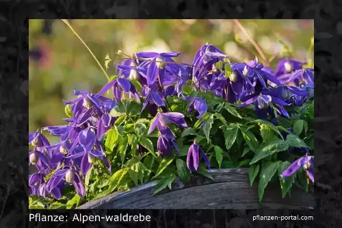 Pflanzen-Steckbrief: Alpen-Waldrebe
