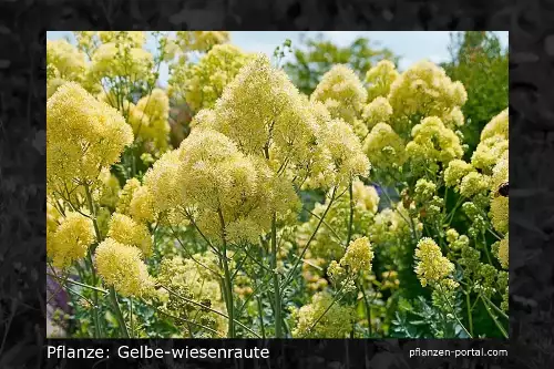 Pflanzen-Steckbrief: Gelbe Wiesenraute