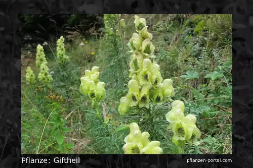 Pflanzen-Steckbrief: Giftheil