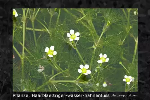 Pflanzen-Steckbrief: Haarblättriger Wasser-Hahnenfuss