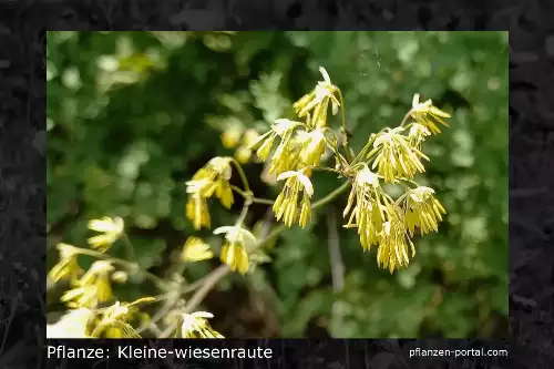 Pflanzen-Steckbrief: Kleine Wiesenraute