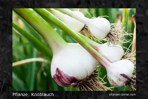 Pflanze: Knoblauch, Gattung Allium sativum