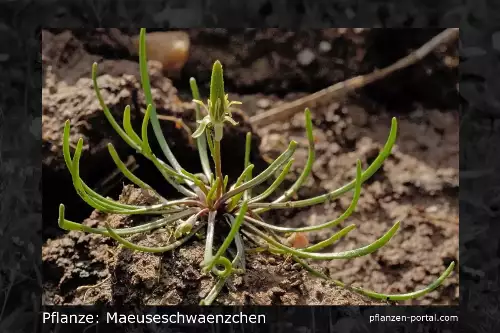 Pflanzen-Steckbrief: Mäuseschwänzchen
