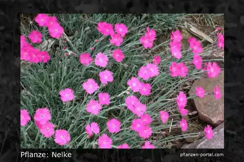 Pflanzen-Steckbrief: Nelke