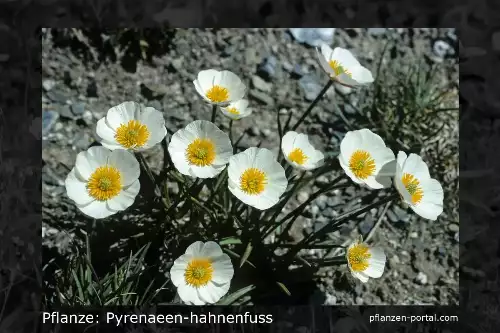 Pflanzen-Steckbrief: Pyrenäen-Hahnenfuss