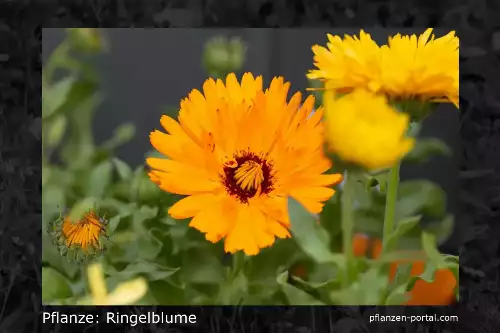 Pflanzen-Steckbrief: Ringelblume