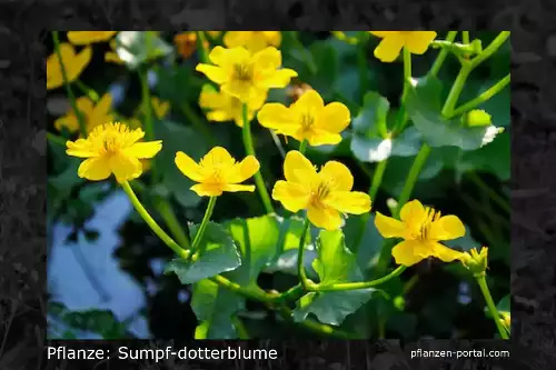 Pflanze: Sumpf-Dotterblume, Gattung Caltha palustris