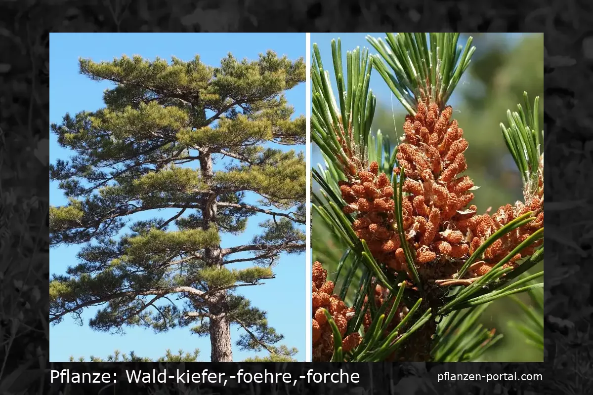 wald-kiefer,-foehre,-forche (Pinus sylvestris)