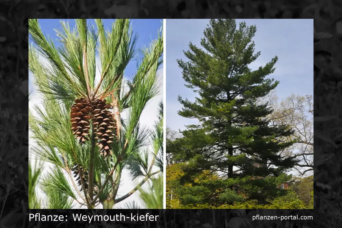 weymouth-kiefer (Pinus strobus)