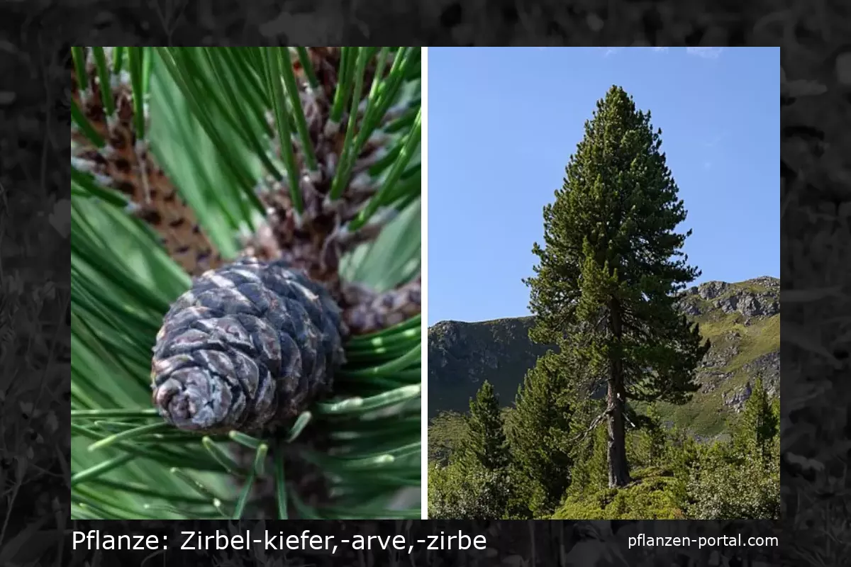 zirbel-kiefer,-arve,-zirbe (Pinus cembra)