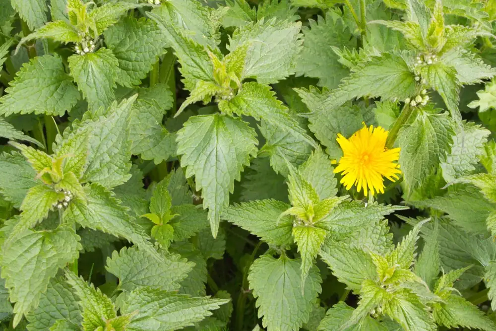 Brennnessel und Löwenzahn enthalten sehr viel Vitamin-K