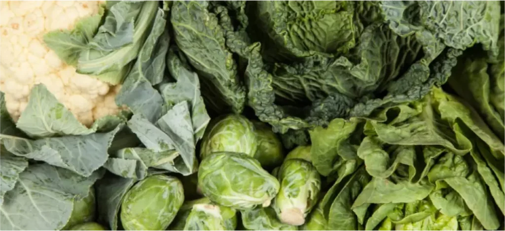Viele Gemüsearten enthalten Vitamin-K
